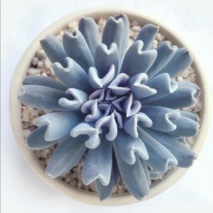 Meet your Posher, Khoa